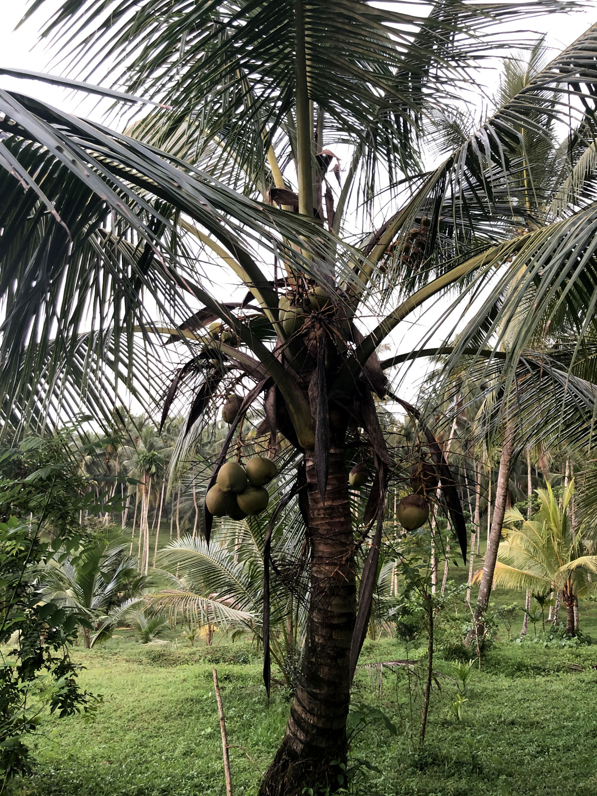 Filiere coco Sri Lanka
